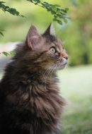 Ostéopathe animalier en Normandie