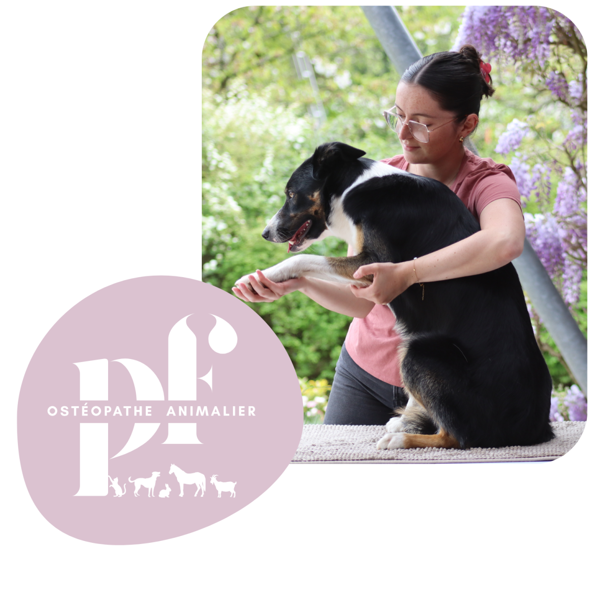 Pauline Faucillon ostéopathe animalier accompagnant un chien à Barentin