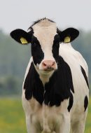 Ostéopathe animalier en Normandie